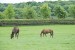 Aislabie Stud